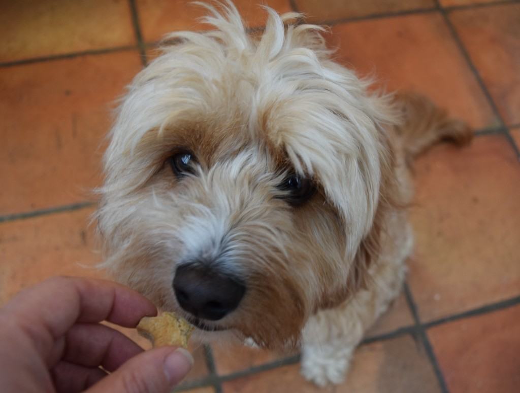 teddys-dog-treats-lucyloves-foodblog