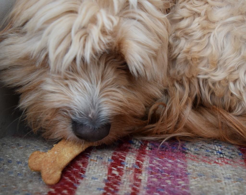 Teddys-dog-treats-lucyloves-foodblog