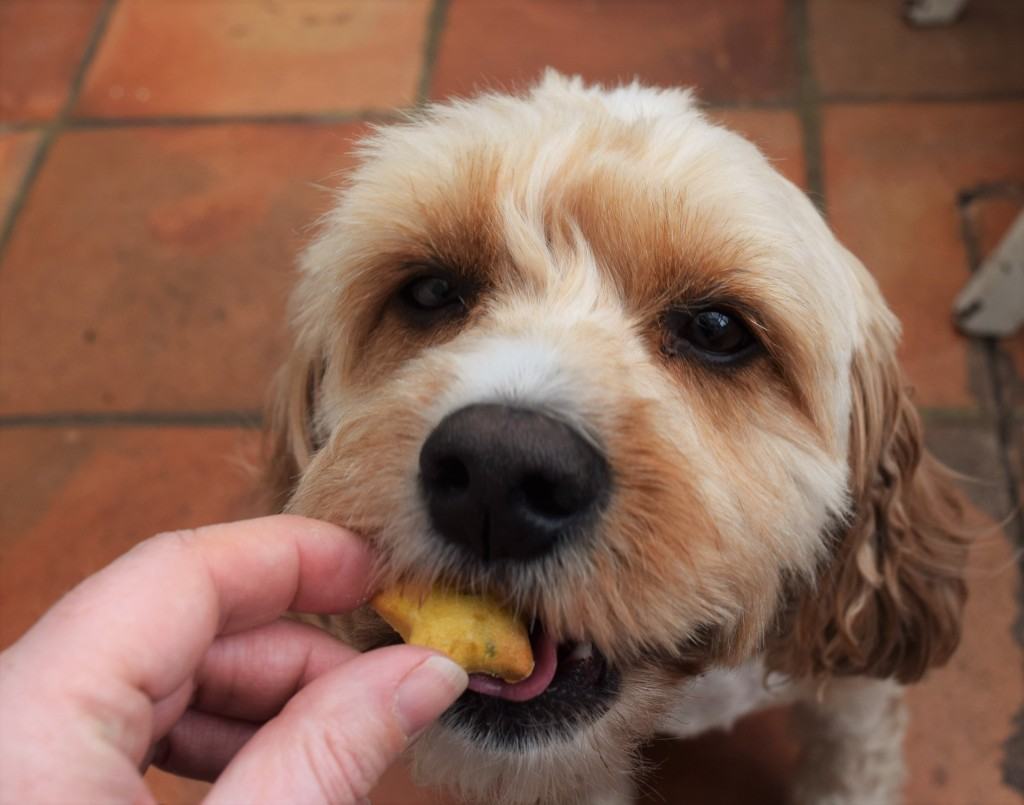 Carrot-dog-treats-recipe-lucyloves-foodblog