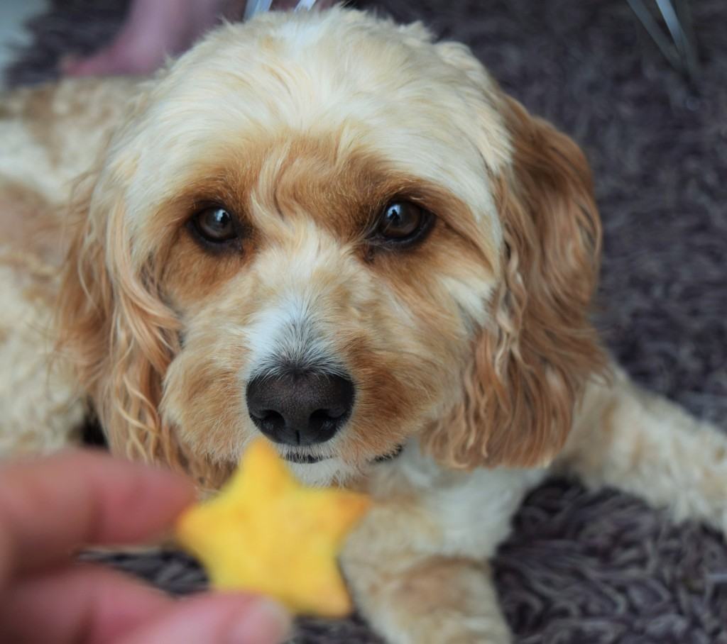 Carrot-dog-treats-recipe-lucyloves-foodblog